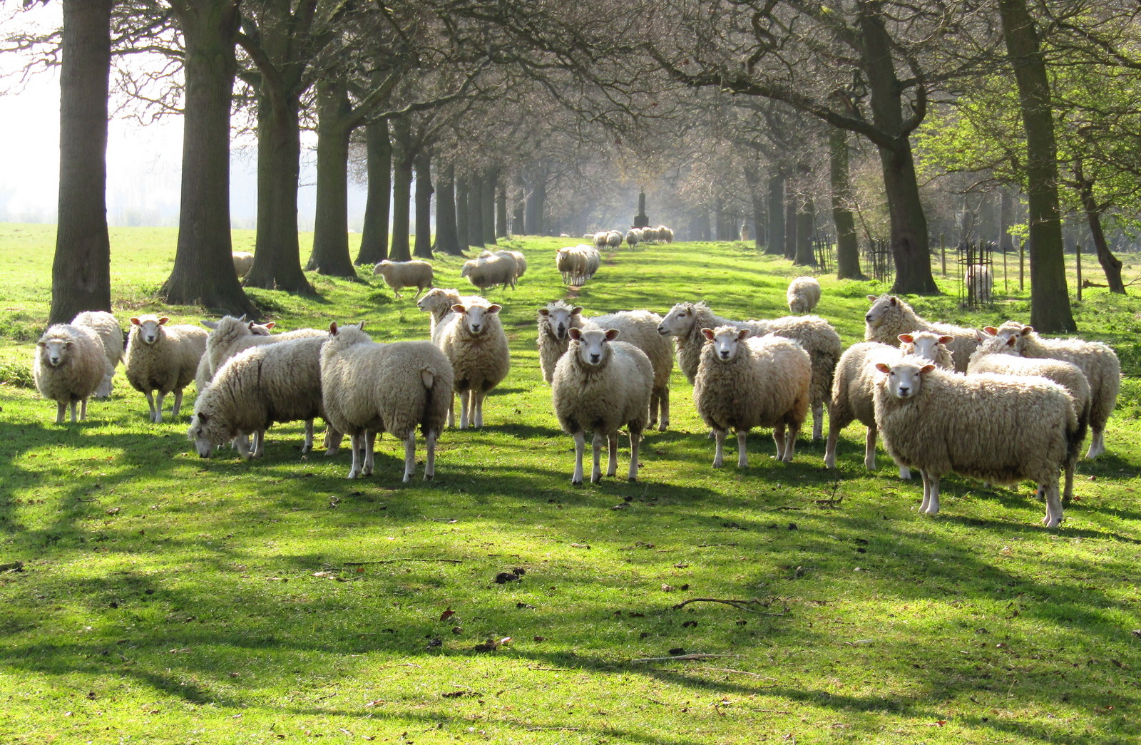 Woodland Walk, Burton Constable, Hull, East Yorkshire